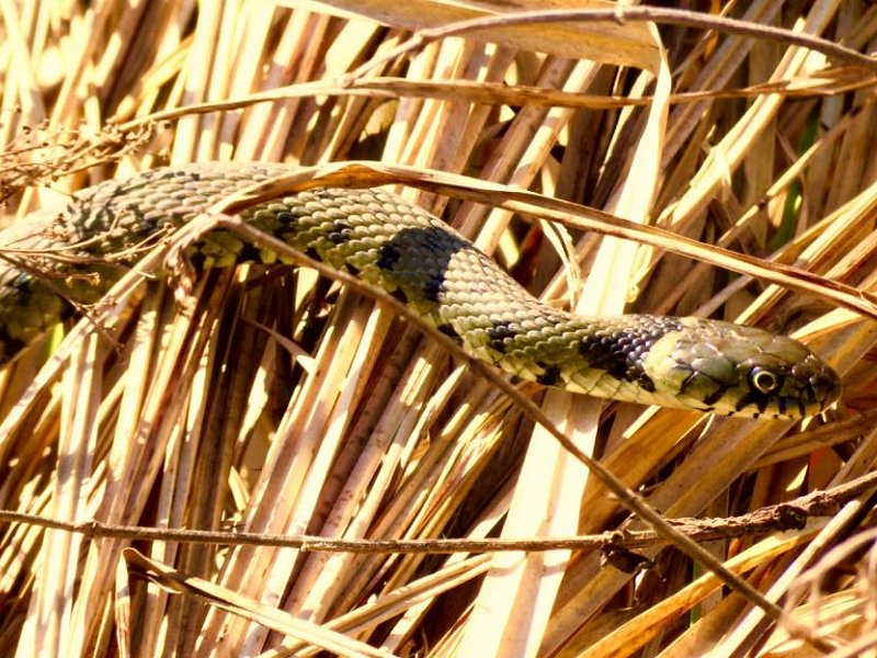 A snake in the grass